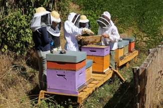 atelier apiculture 